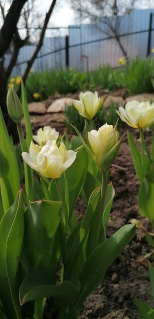 received_466539974581161 - Gradina 2021