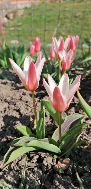 received_478347866817540 - Gradina 2021