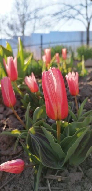 received_1327341544308767 - Gradina 2021