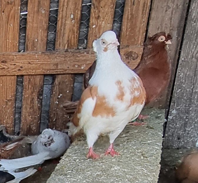  - 5-Jucatori de Amara