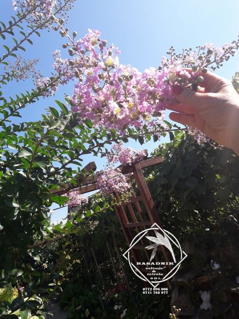 liliac indian lagestromelia ind2 - LILIAC INDIAN MOV LIPAN