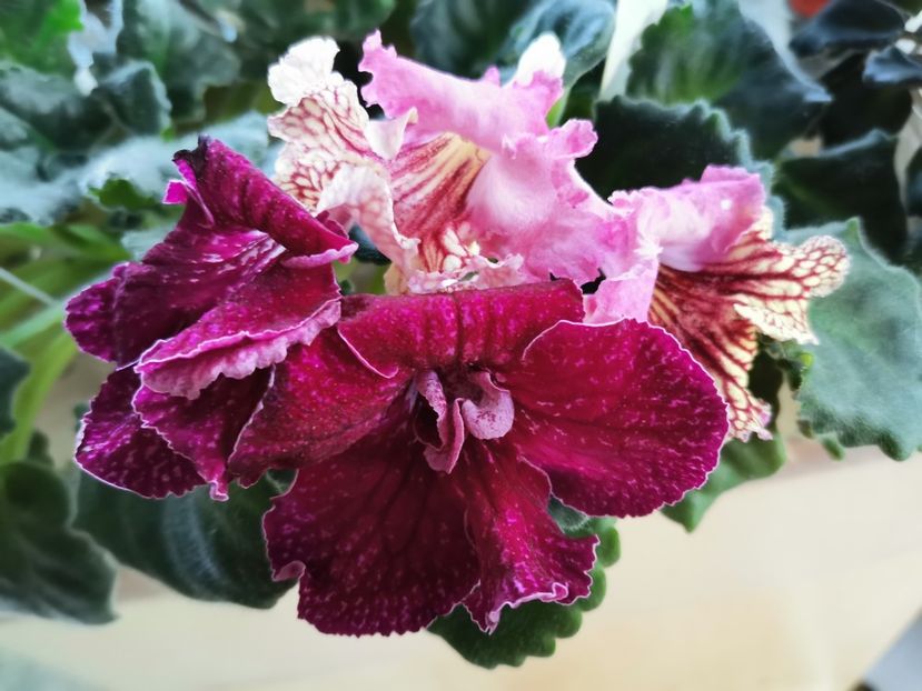  - Streptocarpusi 2021