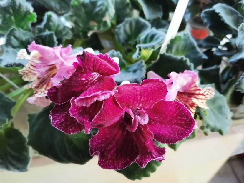  - Streptocarpusi 2021