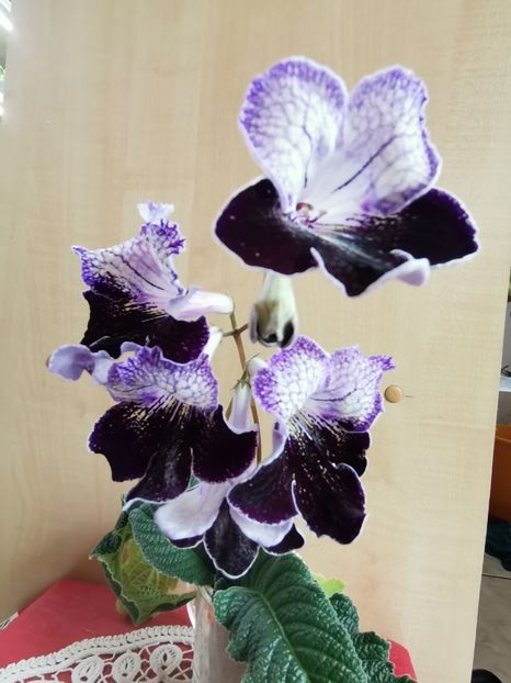  - Streptocarpusi 2021