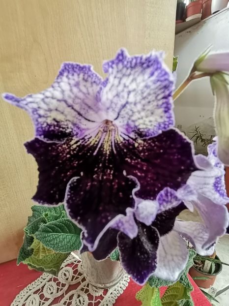  - Streptocarpusi 2021