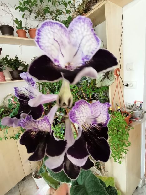  - Streptocarpusi 2021