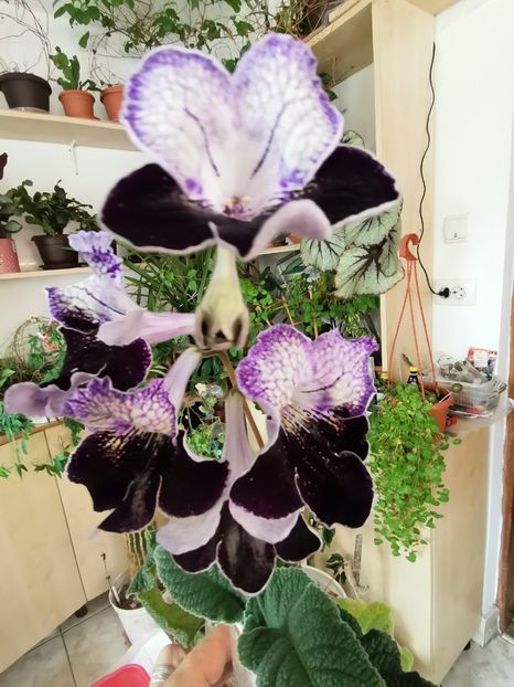  - Streptocarpusi 2021