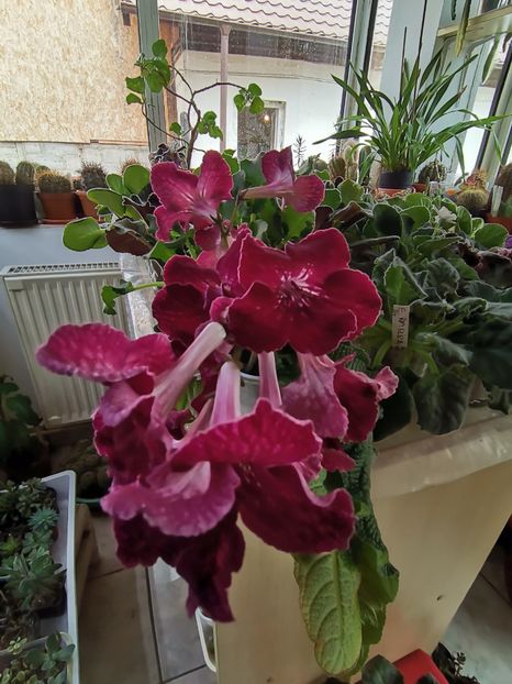  - Streptocarpusi 2021