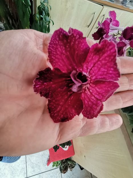  - Streptocarpusi 2021