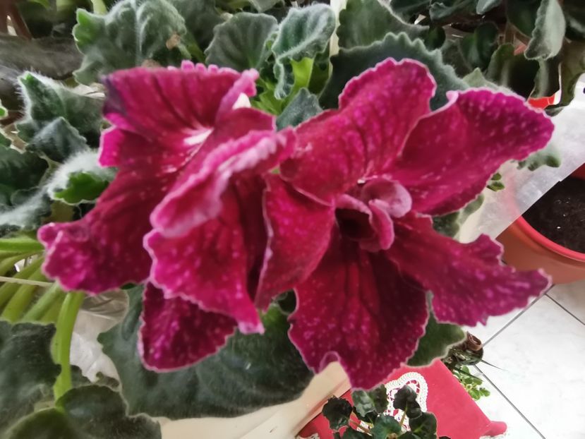  - Streptocarpusi 2021