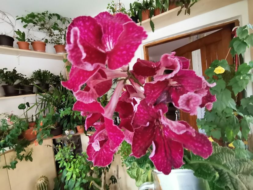  - Streptocarpusi 2021