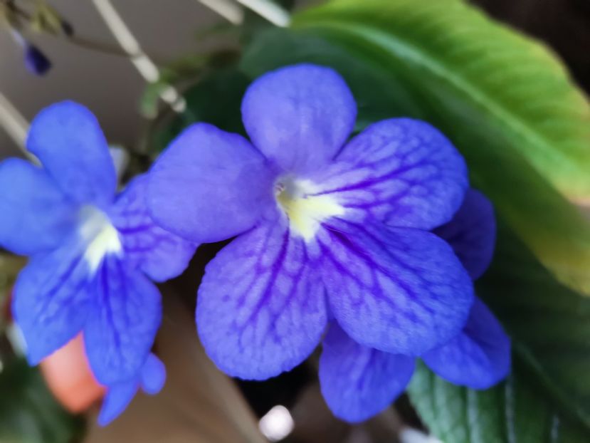  - Streptocarpusi 2021