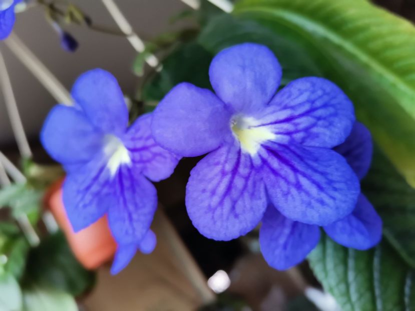  - Streptocarpusi 2021