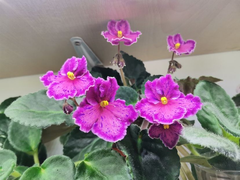  - Sunset Kiss de la Bogdan