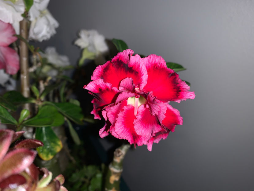  - Plante de interior 2021