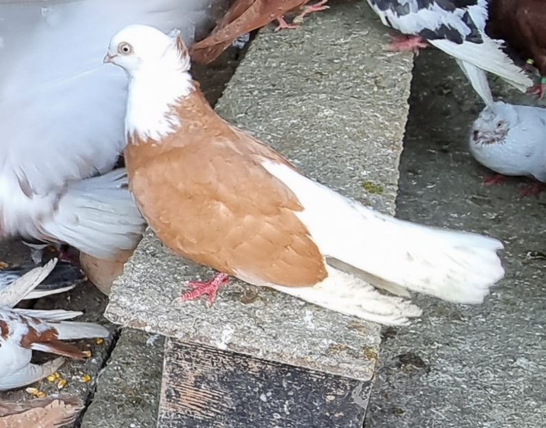  - 5-Jucatori de Amara