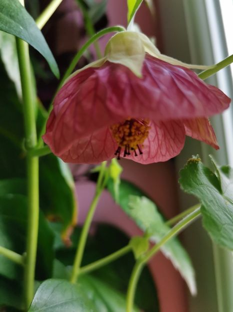  - Abutilon