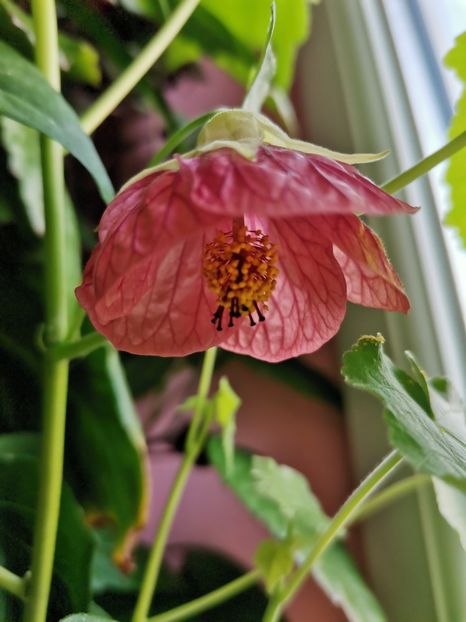  - Abutilon