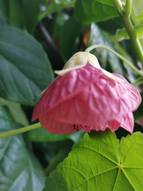  - Abutilon