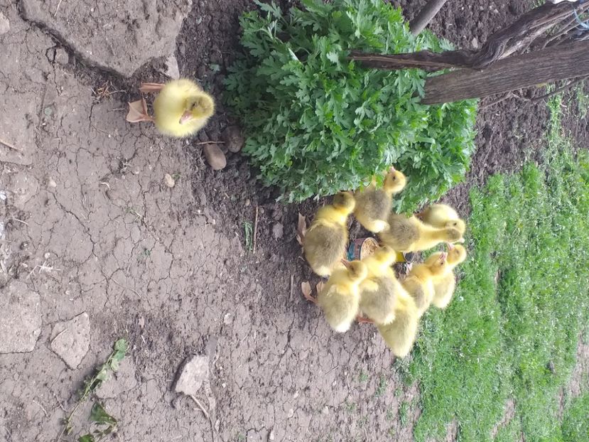  - Boboci de gâscă 2021