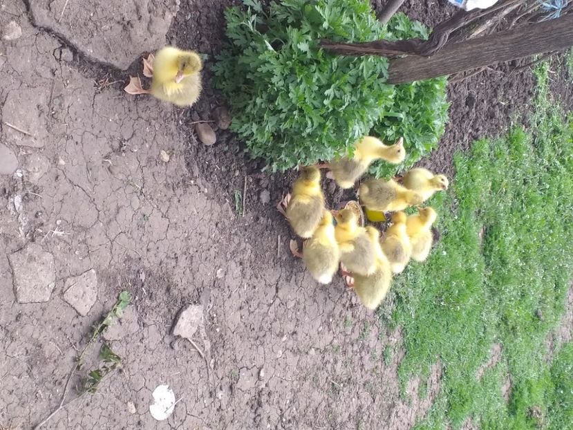  - Boboci de gâscă 2021