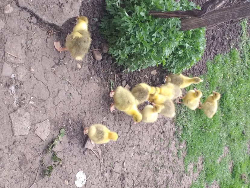  - Boboci de gâscă 2021