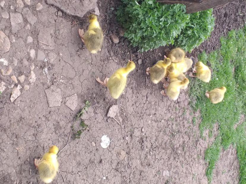  - Boboci de gâscă 2021