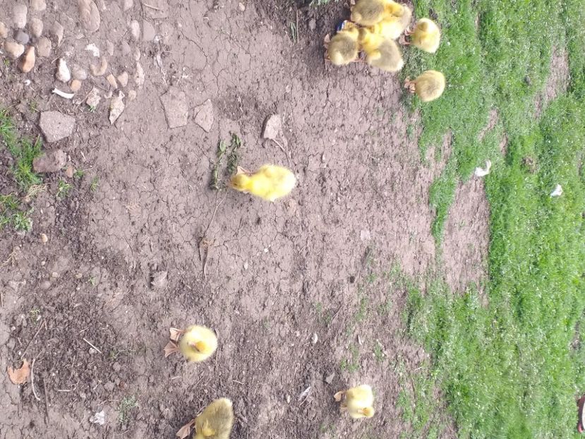  - Boboci de gâscă 2021