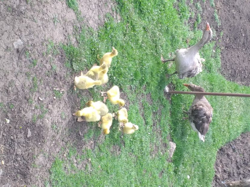  - Boboci de gâscă 2021