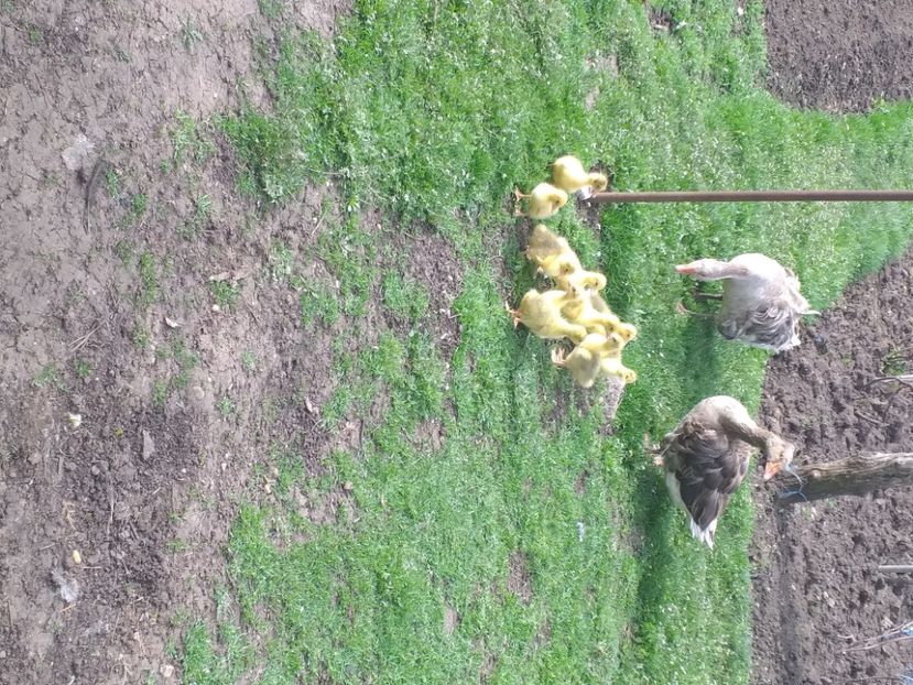  - Boboci de gâscă 2021