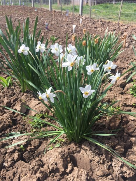 image - Primăvara 2021