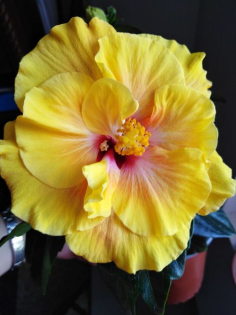  - HIBISCUS 2021