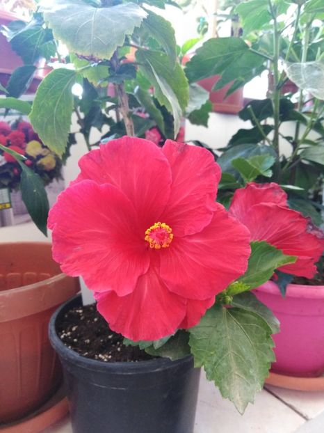  - HIBISCUS 2021