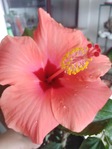  - HIBISCUS 2021