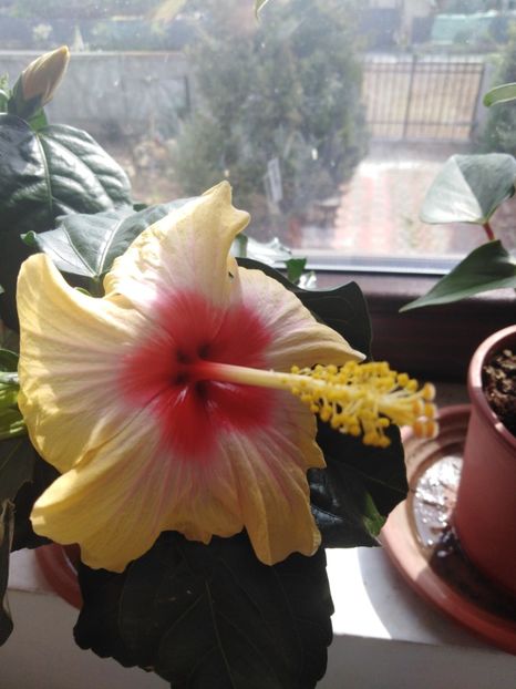  - HIBISCUS 2021