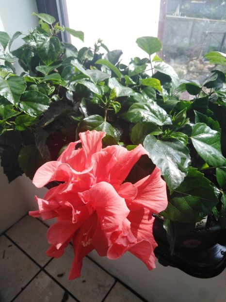  - HIBISCUS 2021