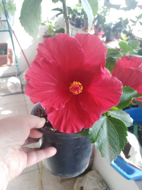  - HIBISCUS 2021