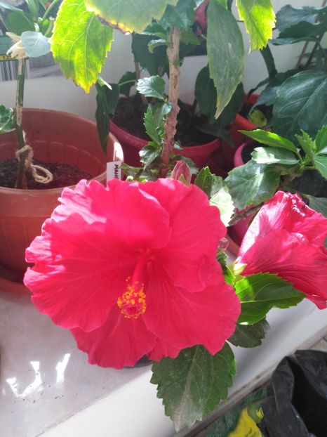  - HIBISCUS 2021