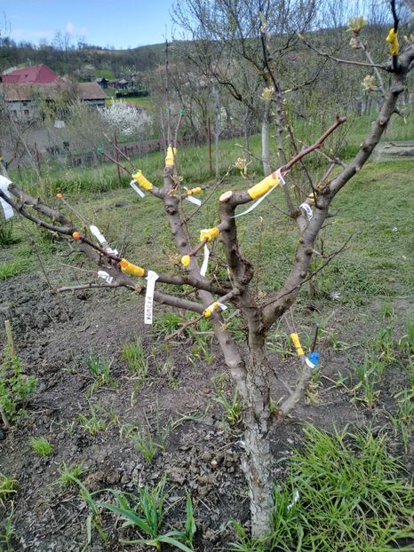 Kirghiza de iarna, Untoasa Bosc, Invincible Delwinor, Cristal si Romcor - Peri