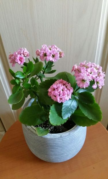  - Kalanchoe