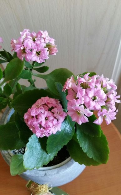  - Kalanchoe