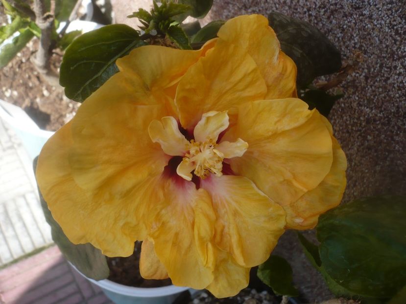 P1470624 - HIBISCUSI 2021-1