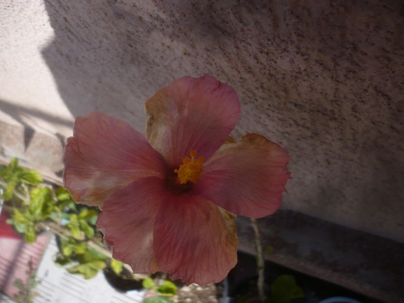 P1470625 - HIBISCUSI 2021-1