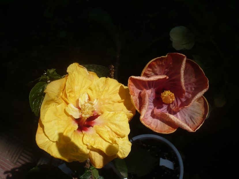 P1470628 - HIBISCUSI 2021-1