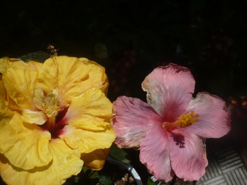 P1470629 - HIBISCUSI 2021-1