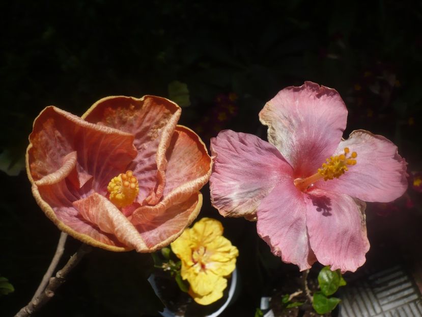 P1470630 - HIBISCUSI 2021-1