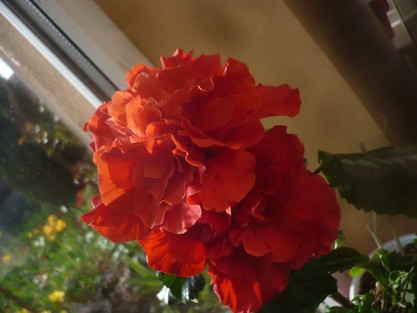 P1470631 - HIBISCUSI 2021-1