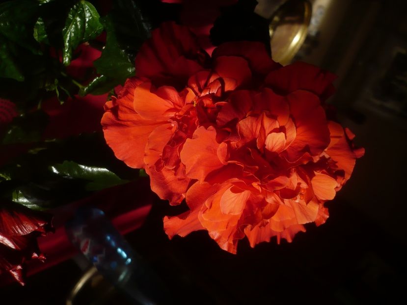 P1470635 - HIBISCUSI 2021-1