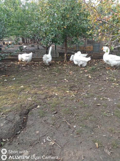 IMG-20201010-WA0026 - gaste holmogor