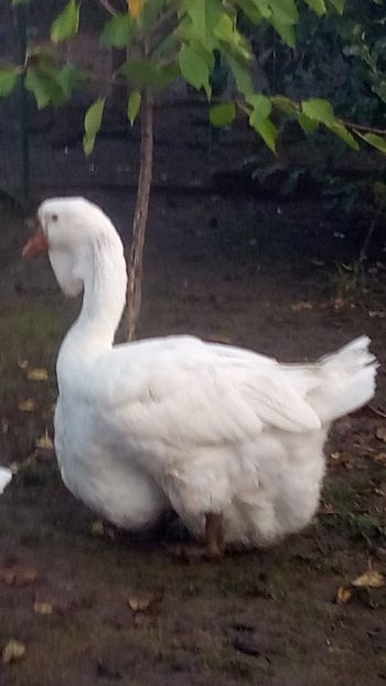 WhatsApp Image 2020-10-11 at 08.08.58 - gaste holmogor